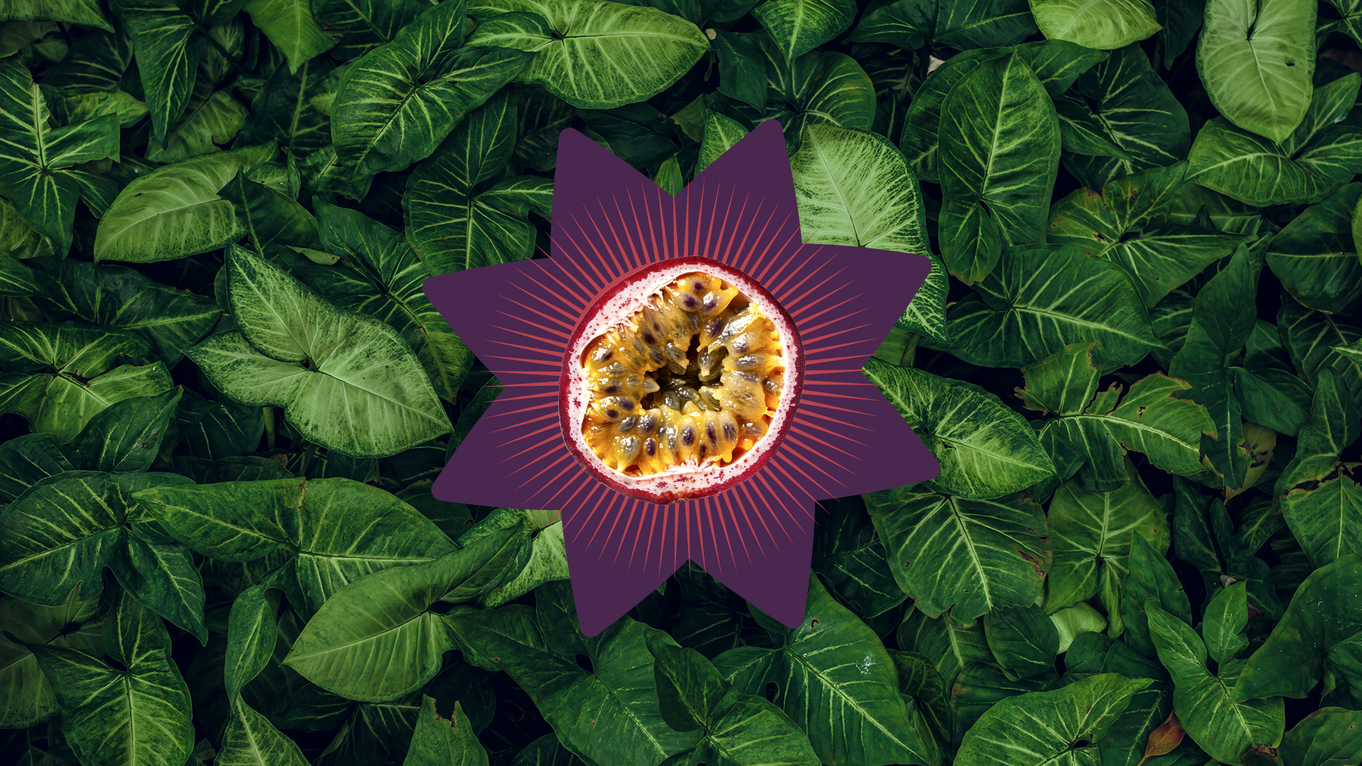 Apresentação Flor de Maracujá: images-06.png